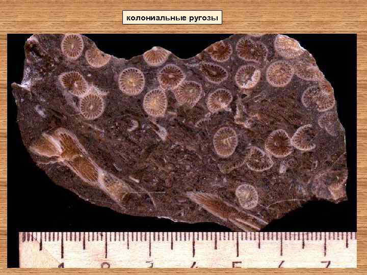 колониальные ругозы 