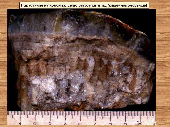 Нарастание на колониальную ругозу хететид (кишечнополостные) 
