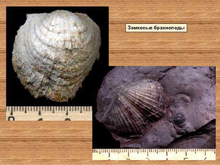 Замковые брахиоподы 