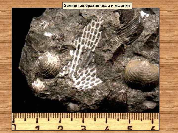 Замковые брахиоподы и мшанки 