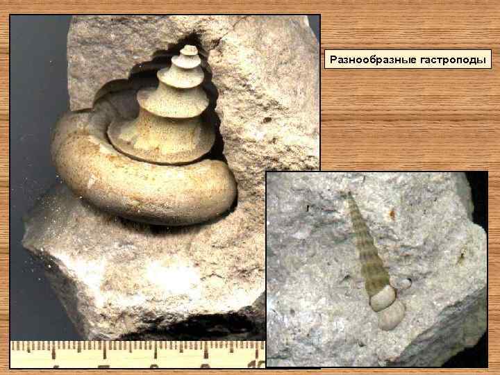 Разнообразные гастроподы 