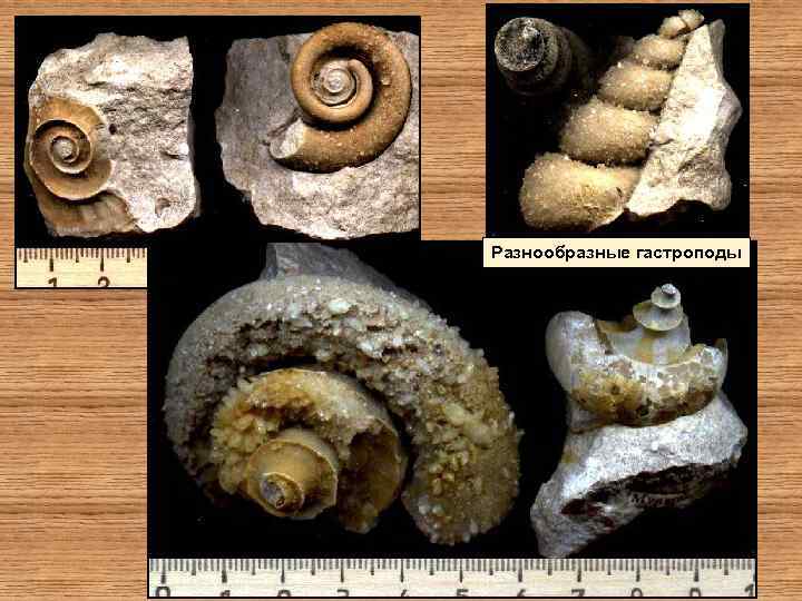 Разнообразные гастроподы 