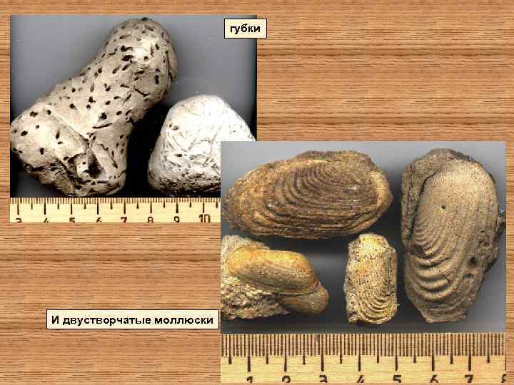 губки И двустворчатые моллюски 