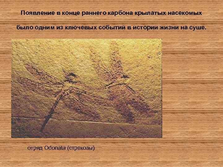 Появление в конце раннего карбона крылатых насекомых было одним из ключевых событий в истории