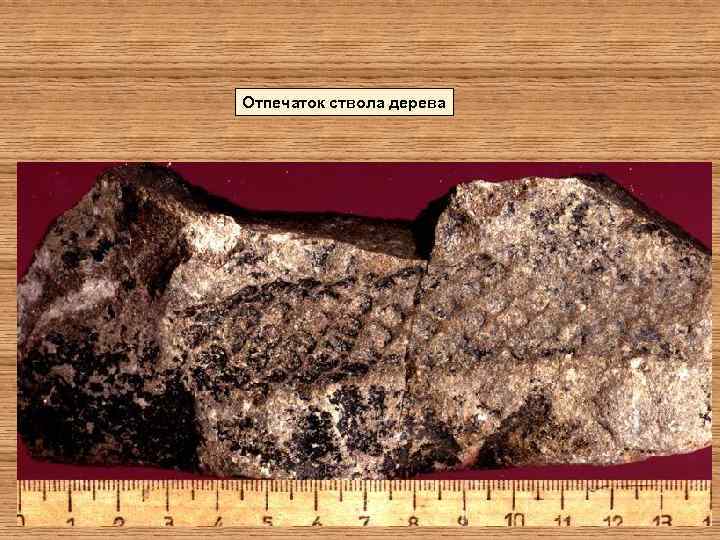 Отпечаток ствола дерева 