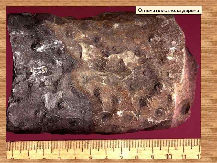Отпечаток ствола дерева 
