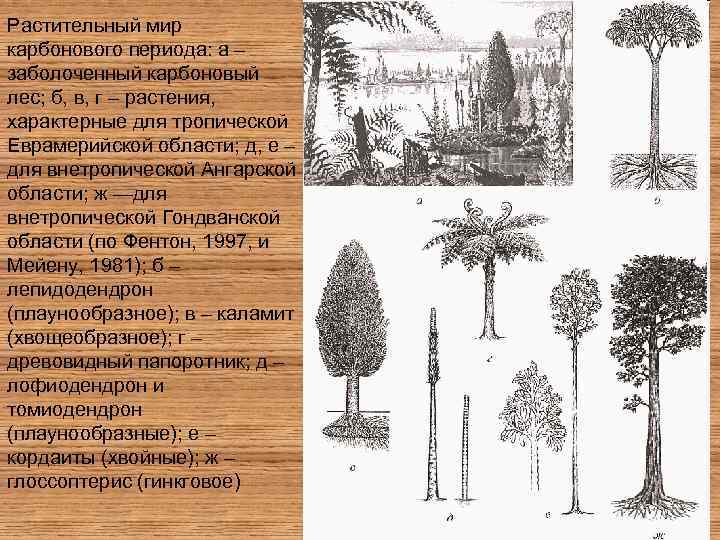 Растительный мир карбонового периода: а – заболоченный карбоновый лес; б, в, г – растения,