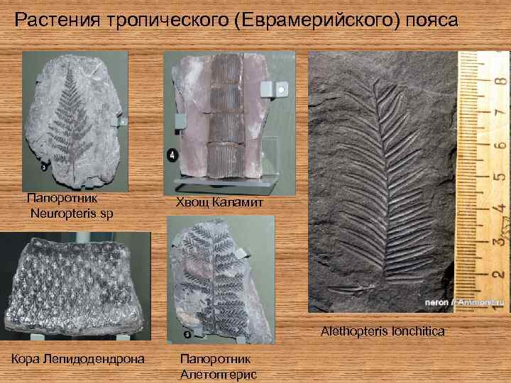 Растения тропического (Еврамерийского) пояса Папоротник Neuropteris sp Хвощ Каламит Alethopteris lonchitica Кора Лепидодендрона Папоротник