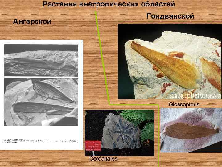 Растения внетропических областей Гондванской Ангарской Glossopteris Cordaitales 