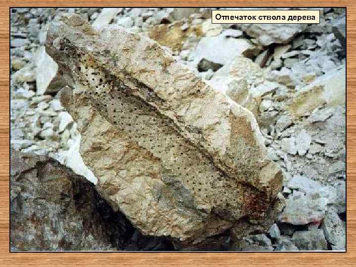 Отпечаток ствола дерева 