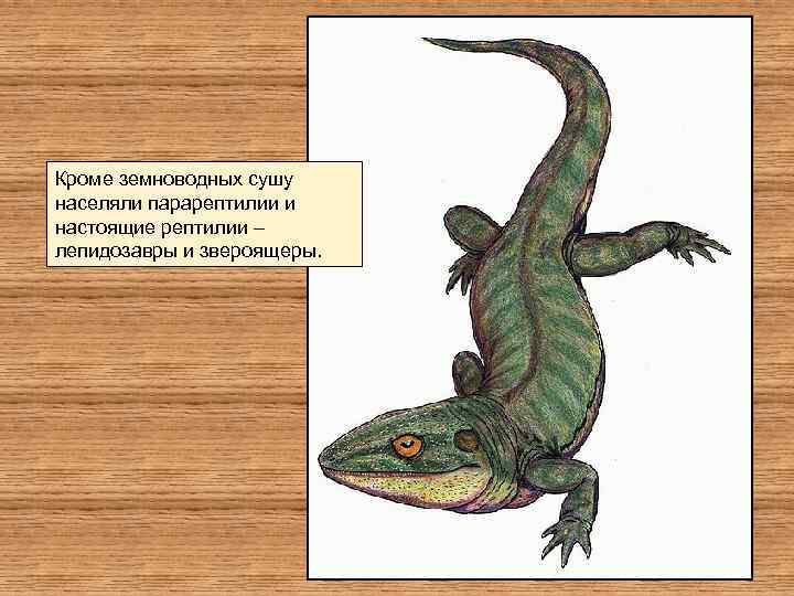 Кроме земноводных сушу населяли парарептилии и настоящие рептилии – лепидозавры и звероящеры. 