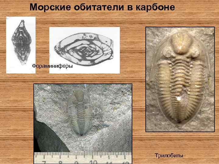 Морские обитатели в карбоне Фораминиферы Трилобиты 