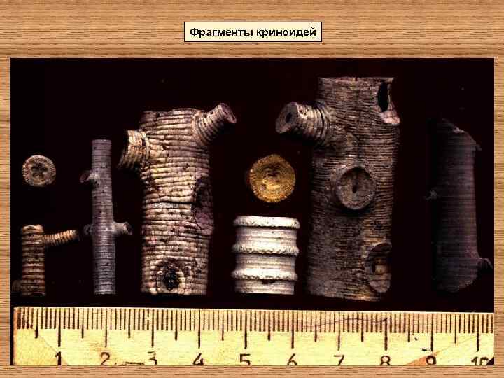 Фрагменты криноидей 