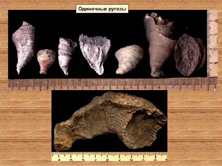 Одиночные ругозы 