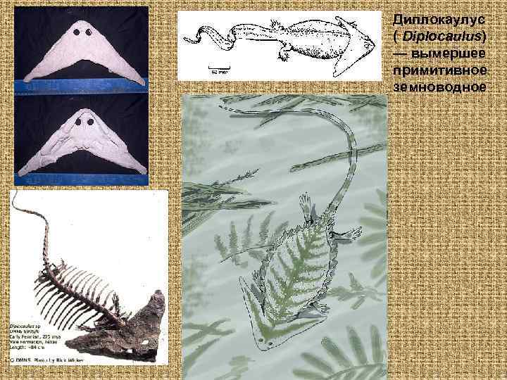 Диплокаулус ( Diplocaulus) — вымершее примитивное земноводное 