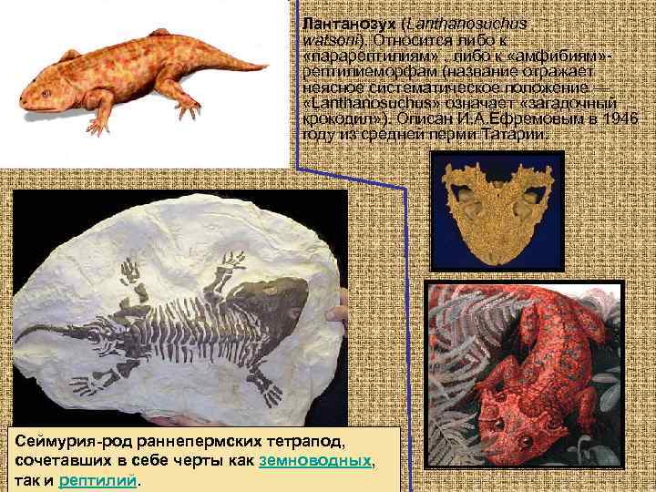  • Лантанозух (Lanthanosuchus watsoni). Относится либо к «парарептилиям» , либо к «амфибиям» рептилиеморфам