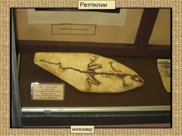 Рептилии мезозавр 