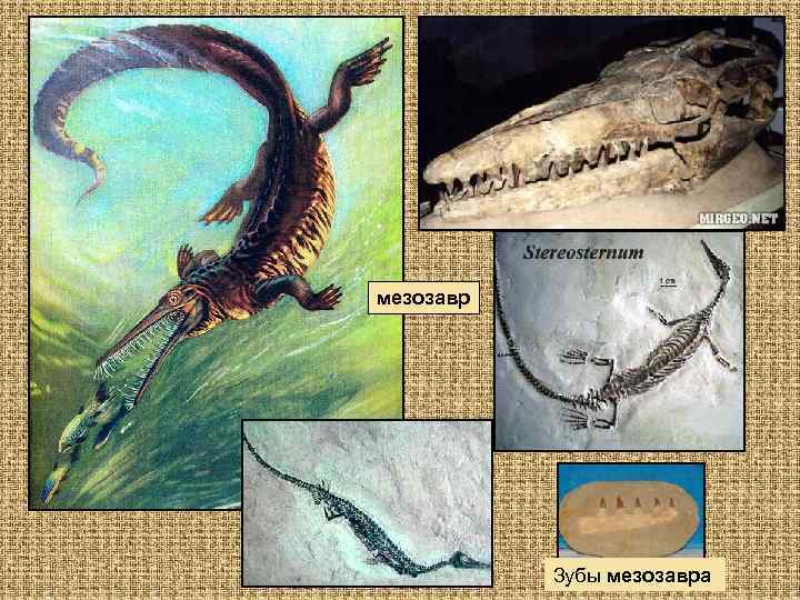 мезозавр Зубы мезозавра 