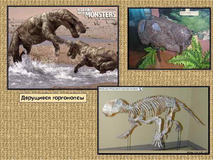 Дерущиеся горгонопсы 