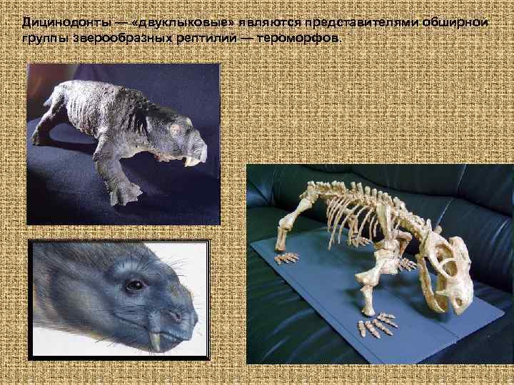 Дицинодонты — «двуклыковые» являются представителями обширной группы зверообразных рептилий — тероморфов. 