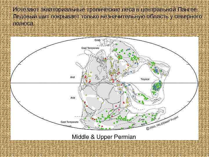 Исчезают экваториальные тропические леса в центральной Пангее. Ледовый щит покрывает только незначительную область у