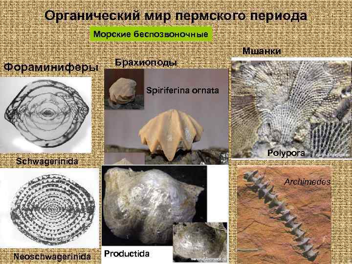 Органический мир пермского периода Морские беспозвоночные Мшанки Фораминиферы Брахиоподы Spiriferina ornata Polypora Schwagerinida Archimedes