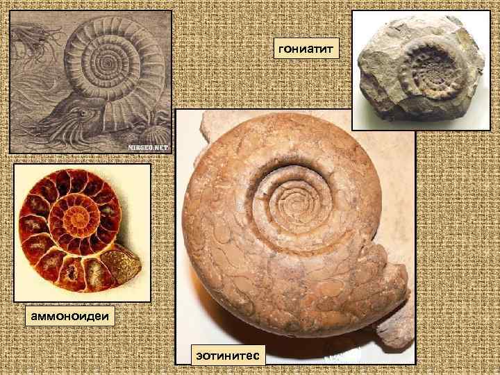 гониатит аммоноидеи эотинитес 