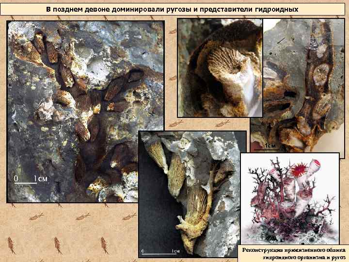 В позднем девоне доминировали ругозы и представители гидроидных Реконструкция прижизненного облика гидроидного организма и