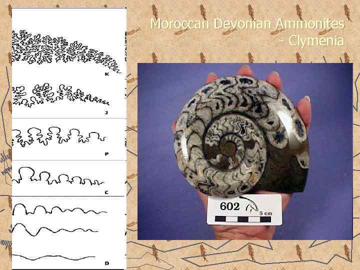 Moroccan Devonian Ammonites - Clymenia 