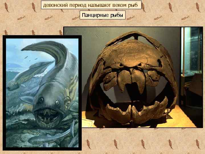 девонский период называют веком рыб Панцирные рыбы 
