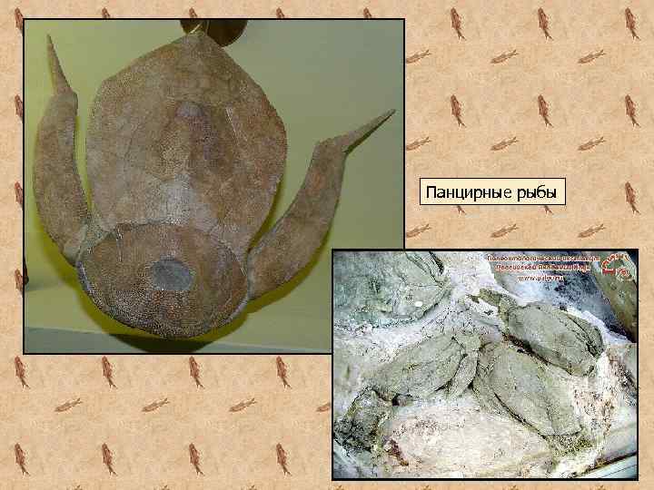 Панцирные рыбы 