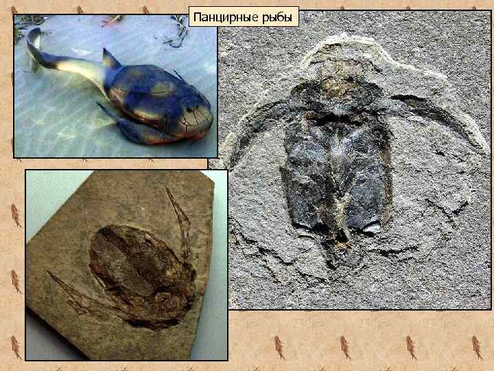 Панцирные рыбы 
