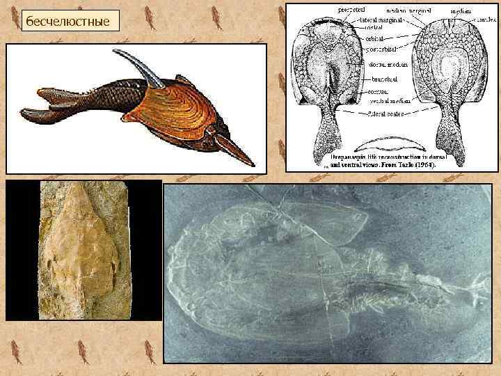 бесчелюстные 