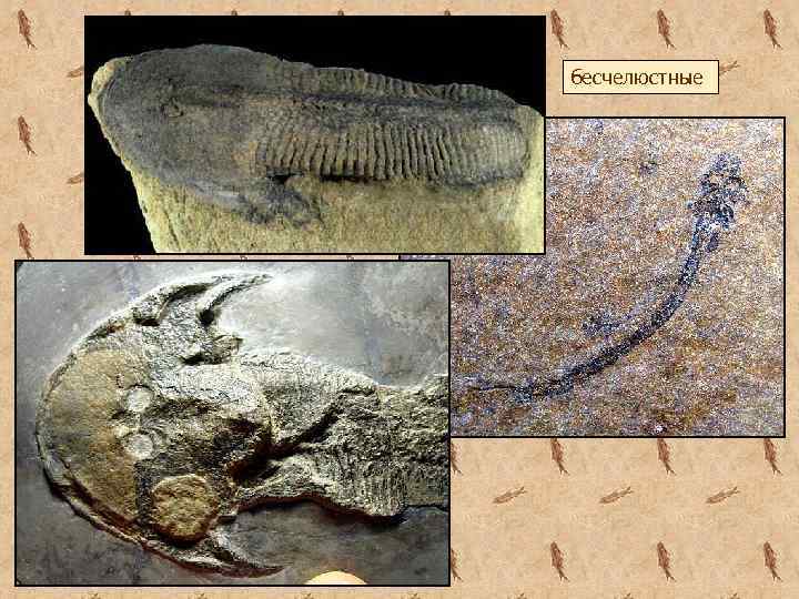 бесчелюстные 