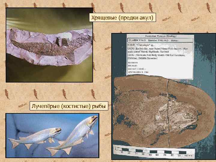 Хрящевые (предки акул) Лучепёрые (костистые) рыбы 