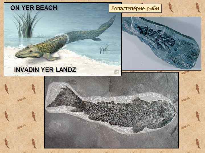 Лопастепёрые рыбы 