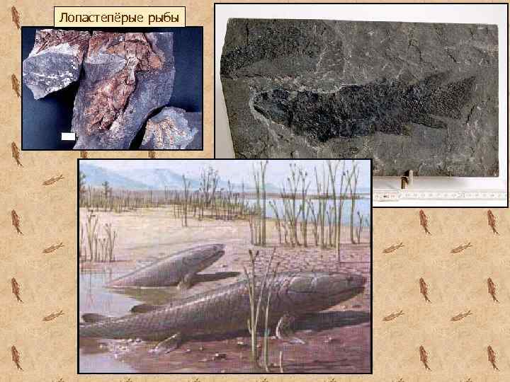 Лопастепёрые рыбы 