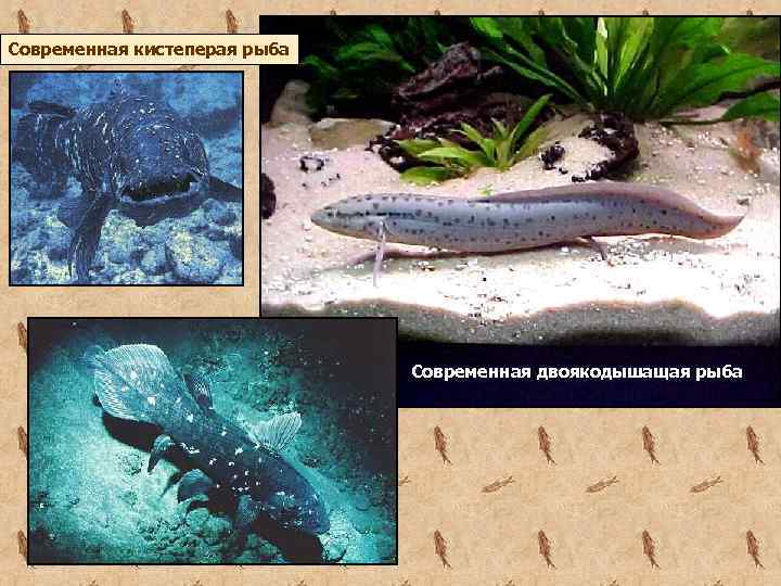 Современная кистеперая рыба Современная двоякодышащая рыба 