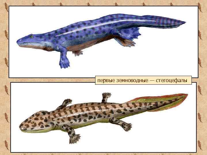 первые земноводные — стегоцефалы 