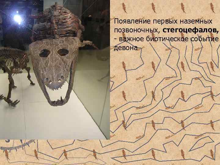 Появление первых наземных позвоночных, стегоцефалов, - важное биотическое событие девона 