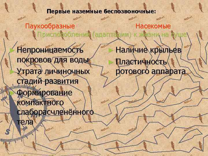 Первые наземные беспозвоночные: Паукообразные Насекомые Приспособления (адаптации) к жизни на суше ► Непроницаемость покровов