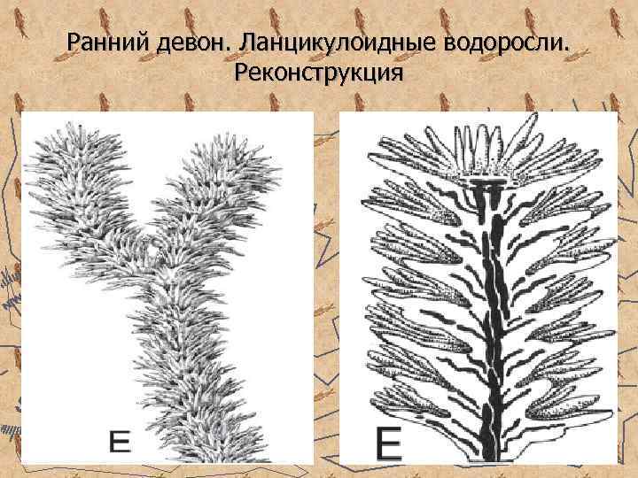 Ранний девон. Ланцикулоидные водоросли. Реконструкция 
