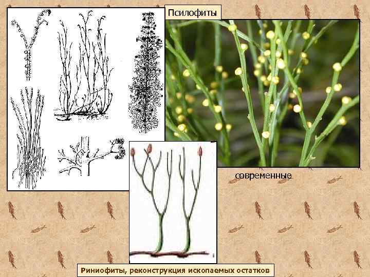 Псилофиты современные Риниофиты, реконструкция ископаемых остатков 