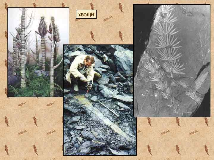хвощи 