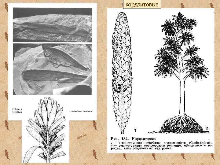 кордаитовые 
