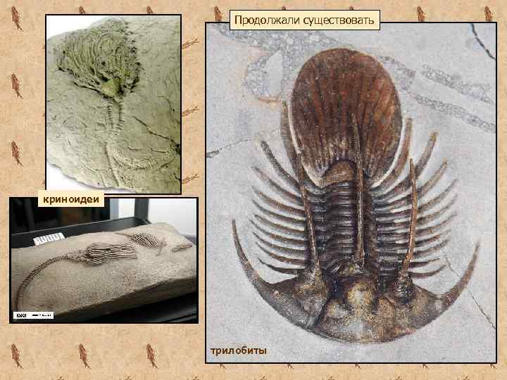Продолжали существовать криноидеи трилобиты 