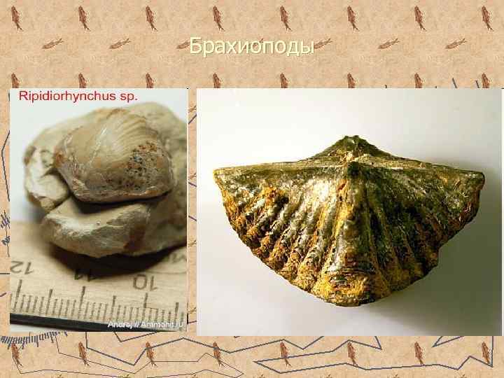 Брахиоподы 