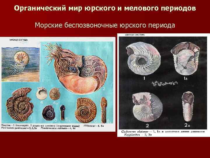Органический мир юрского и мелового периодов Морские беспозвоночные юрского периода 