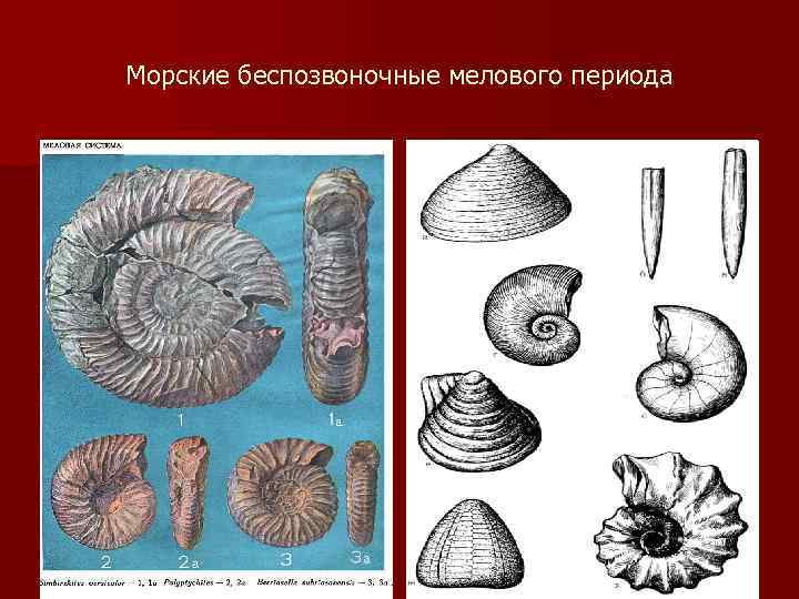 Морские беспозвоночные мелового периода 