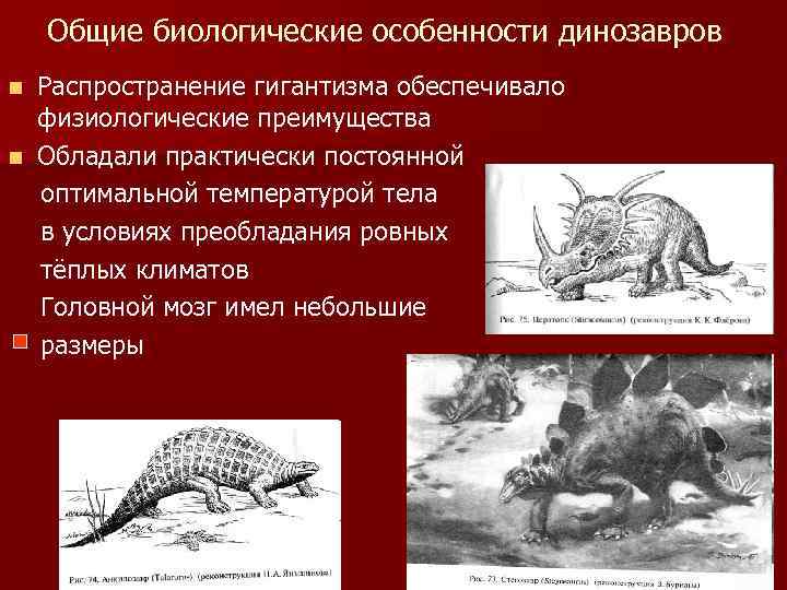 Общие биологические особенности динозавров Распространение гигантизма обеспечивало физиологические преимущества n Обладали практически постоянной оптимальной